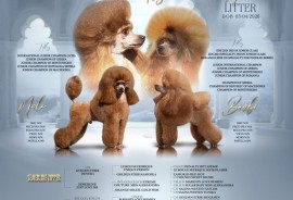 Toy Pudla prelepi štenci, Inđija