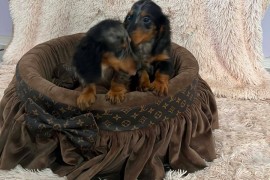 Dugodlaki patuljasti jazavičari merle boje, Rumenka