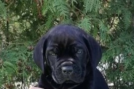 Cane Corso Kane Korso štenci, Loznica