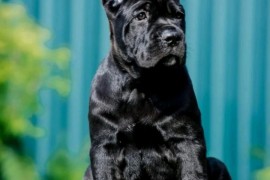 Cane Corso Kane Korso štenci, Loznica
