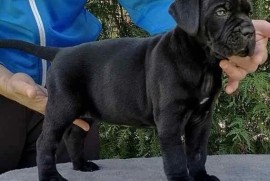 Cane Corso Kane Korso štenci, Loznica