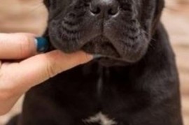 Cane Corso Kane Korso štenci, Loznica