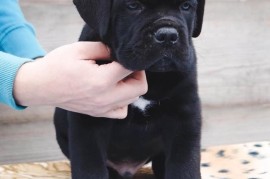 Cane Corso Kane Korso štenci, Loznica