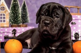 Cane Corso Kane Korso štenci, Loznica