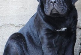Cane Corso Kane Korso štenci, Loznica