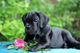 Cane Corso Kane Korso štenci, Loznica
