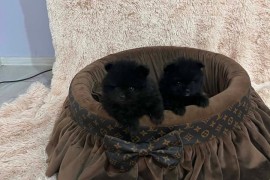 Pomeranac, vrhunski štenci , Rumenka