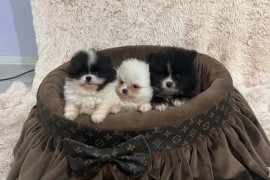 Pomeranac, vrhunski štenci , Rumenka