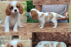 Vrhunski Cavalier King Charls Spaniel oba pola , Leskovac