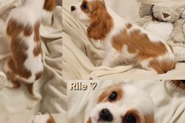Vrhunski Cavalier King Charls Spaniel oba pola , Leskovac