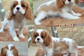 Vrhunski Cavalier King Charls Spaniel oba pola , Leskovac