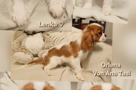 Vrhunski Cavalier King Charls Spaniel oba pola , Leskovac