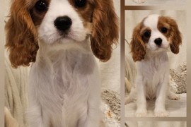 Vrhunski Cavalier King Charls Spaniel oba pola , Leskovac