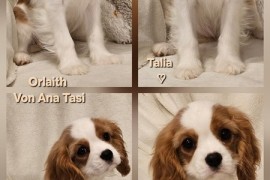 Vrhunski Cavalier King Charls Spaniel oba pola , Leskovac