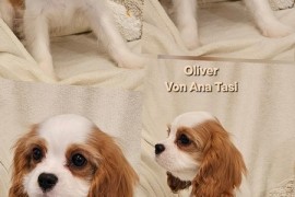 Vrhunski Cavalier King Charls Spaniel oba pola , Leskovac