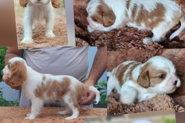 Vrhunski Cavalier King Charls Spaniel oba pola , Leskovac
