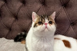 Egzotični kratkodlaki mačići (Exotic Shorthair), Kućni ljubimci, Mačke i mačići, Subotica