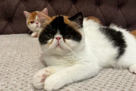 Egzotični kratkodlaki mačići (Exotic Shorthair), Kućni ljubimci, Mačke i mačići, Subotica