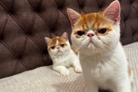 Egzotični kratkodlaki mačići (Exotic Shorthair), Kućni ljubimci, Mačke i mačići, Subotica