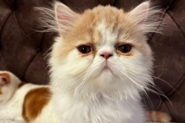 Egzotični kratkodlaki mačići (Exotic Shorthair), Kućni ljubimci, Mačke i mačići, Subotica