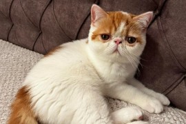 Egzotični kratkodlaki mačići (Exotic Shorthair), Kućni ljubimci, Mačke i mačići, Subotica