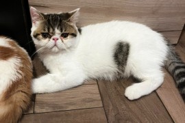 Egzotični kratkodlaki mačići (Exotic Shorthair), Kućni ljubimci, Mačke i mačići, Subotica