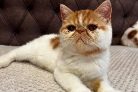 Egzotični kratkodlaki mačići (Exotic Shorthair), Kućni ljubimci, Mačke i mačići, Subotica