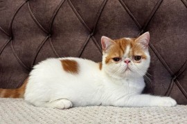 Egzotični kratkodlaki mačići (Exotic Shorthair), Kućni ljubimci, Mačke i mačići, Subotica
