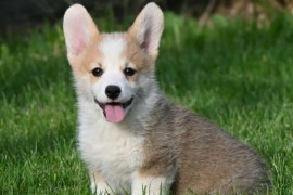 Velški korgi/Welsh Corgi Pembroke, Valjevo