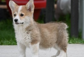 Velški korgi/Welsh Corgi Pembroke, Valjevo