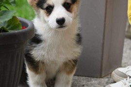 Velški korgi/Welsh Corgi Pembroke, Valjevo