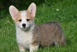 Velški korgi/Welsh Corgi Pembroke, Valjevo