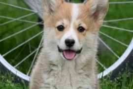 Velški korgi/Welsh Corgi Pembroke, Valjevo