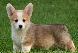 Velški korgi/Welsh Corgi Pembroke, Valjevo