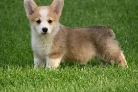 Velški korgi/Welsh Corgi Pembroke, Valjevo