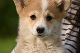 Velški korgi/Welsh Corgi Pembroke, Valjevo