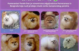 Odgajivačnica Pomeranaca prodaje mlade ženke, Beograd