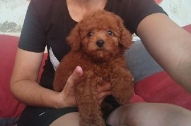 Crvena TOY PUDLA, prelepi štenci , Jarkovac