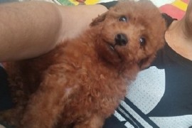 Crvena TOY PUDLA, prelepi štenci , Jarkovac