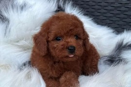 Crvena TOY PUDLA, prelepi štenci , Jarkovac