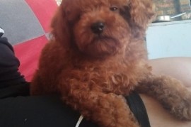 Crvena TOY PUDLA, prelepi štenci , Jarkovac