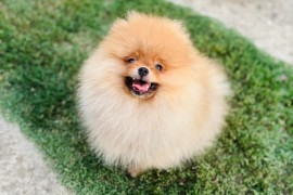 Pomeranac prelepo musko stene, Deč