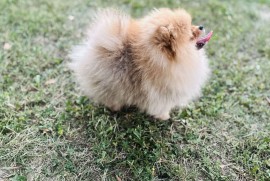Pomeranac prelepo musko stene, Deč