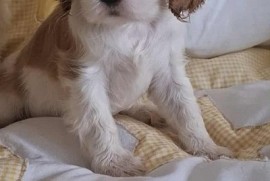 Cavalier King Charles štenci  , Kać