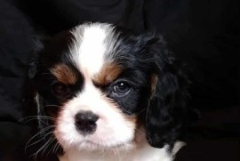 Cavalier King Charles štenci  , Kać