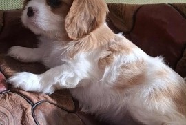 Cavalier King Charles štenci  , Kać