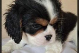 Cavalier King Charles štenci  , Kać