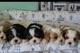 Cavalier King Charles štenci  , Kać