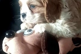 Cavalier King Charles štenci  , Kać