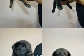 Nemački ovčar vrhunsko leglo , Ćuprija